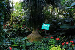 植物大观园：与自然的深度对话