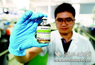 稻米造血：从农田到医疗的黑科技革命