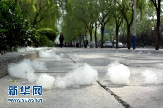 飞絮来袭！如何防护才能远离过敏困扰