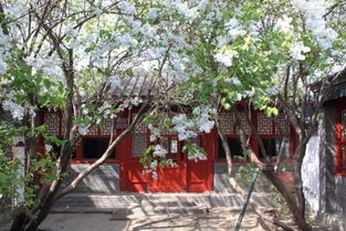 鲁迅在北京故居手植白丁香已满百年：一段跨越时空的文化记忆