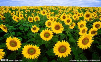 云端彼端的向日葵田：一场关于故乡与梦想的追寻