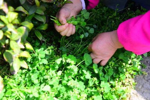 年轻人为何沉迷“打野”？有人靠卖神器月入数万，商家生意暴涨300%！