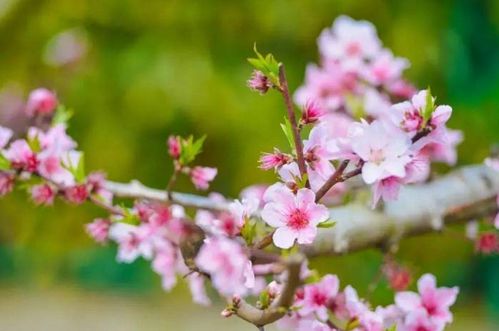 春天赏花拍照像考试？教你如何拍出朋友圈爆款大片