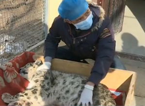 雪豹路遇不幸，真相如何？警方与律师的解读来了