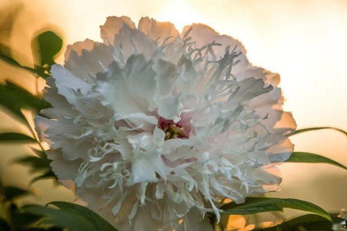 全球唯一顶流牡丹“金丝贯顶”已绽放