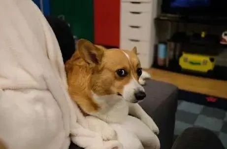 主人和狗狗玩耍，狗输不起生气了？背后的故事让人深思