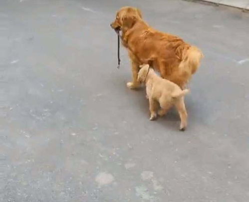 金毛夫妇遛弯趣事多，温馨与责任同行