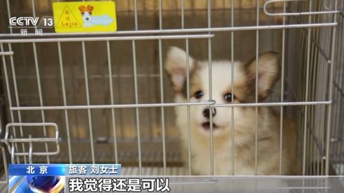 宠物猫狗真的能坐高铁了吗？政策解读与网友热议