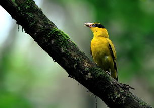 鸣禽画谱之黄鹂：一场关于自然与生命的诗意旅程