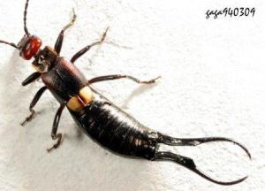 彻底告别蟑螂困扰！这些根治方法你一定要知道