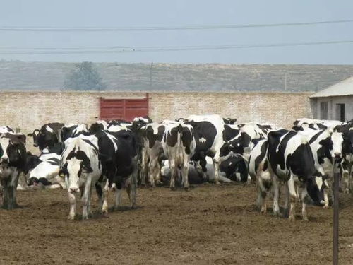 子乔我看见奶牛跳舞了：一场奇妙的乡村奇遇