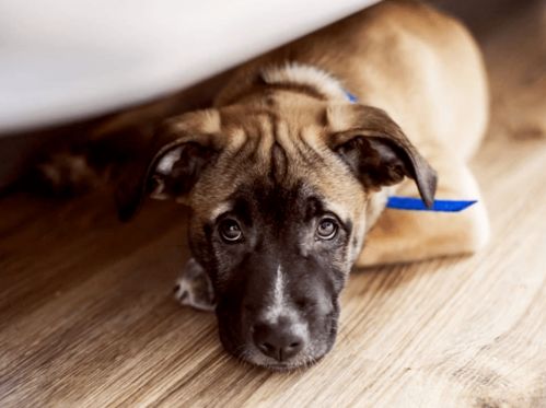 狗狗近距离看主人“打猎”一脸崇拜：宠物情感的深度解读