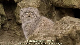 王者兔狲雪豹藏狐联动皮肤：野性与游戏的完美碰撞