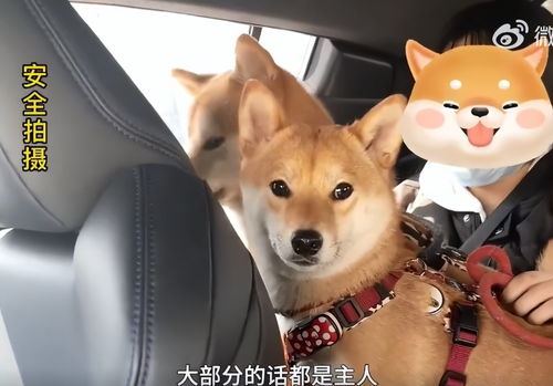 95后女生靠给狗狗做衣服年入300万：宠物经济的另一面