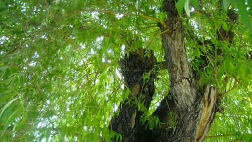 老柳：从文字到匠人，他用一生诠释文学的真谛