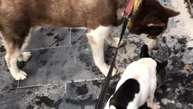 小狗演示倒立撒尿新姿势，萌宠界的“武林高手”！