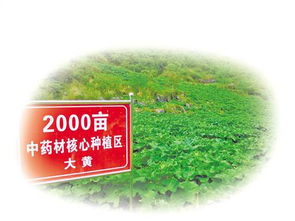 生态伙伴的三步走战略：如何在复杂环境中实现共赢