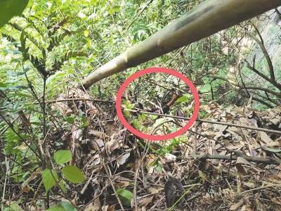 女生拿出家乡特产“树棍”开啃，背后竟藏着这么多春天的味道