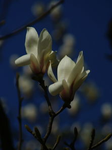 又见玉兰开：一场与春天的浪漫邂逅