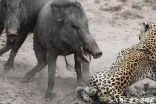 小野猪看见人就开始装死，这种行为背后隐藏了什么秘密？