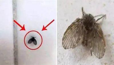 南方家庭出现蛾蚋？千万别用手拍！
