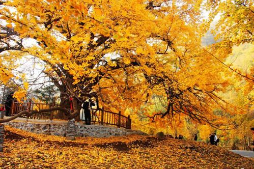 250岁古银杏被人为破坏？当事人回应真相令人深思