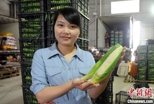 女大学生种玉米前后对比：从书本到田间的蜕变