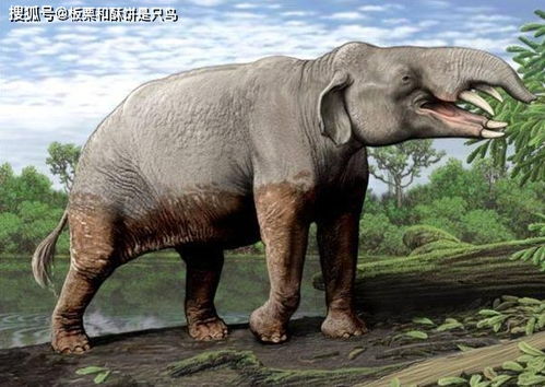岩蹄兔能进化成大象吗？揭开进化的秘密