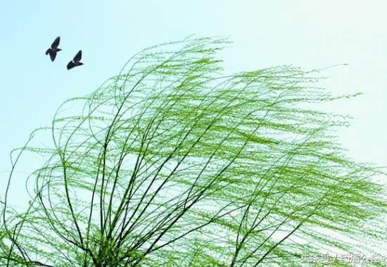 春天的风为啥这么大？原来背后有这么多原因