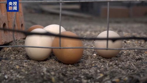 四处“求蛋”，美国蛋荒有多严重？