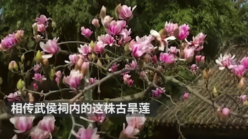 全国唯一的古旱莲开花，400余岁植物熊猫的绝美绽放