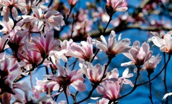 全国唯一的400多岁古旱莲开花，见证岁月的奇迹