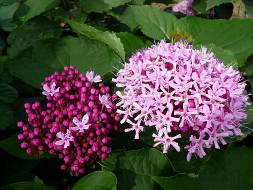 牡丹是鲜花届的纯E战神：九色同现与太空牡丹的秘密