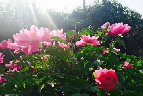 春日花事：一场与自然的浪漫邂逅