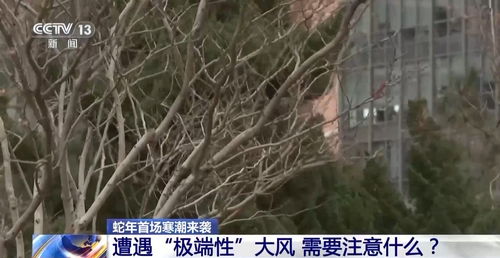 北京9级大风来袭！亲历者告诉你如何应对这场“风暴”