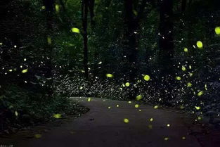 网传萤火虫被列为国家保护动物，真实情况如何？