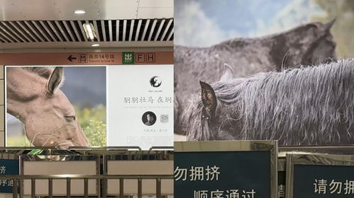 网友吐槽野马摄影广告，北京地铁回应：不会撤掉