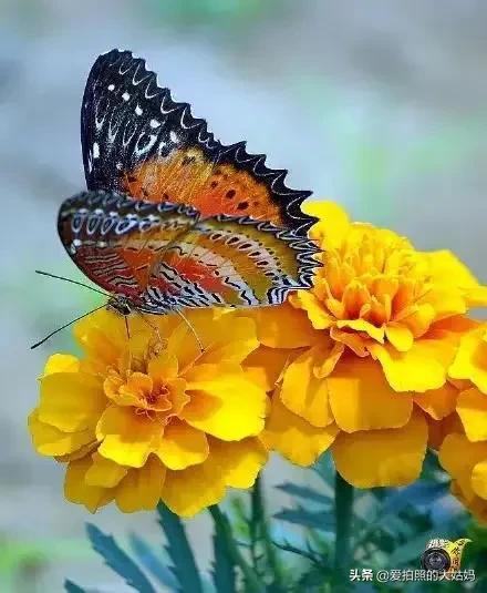 醉中眼缬自斓斑：一场关于古籍钤印与文学的探索之旅