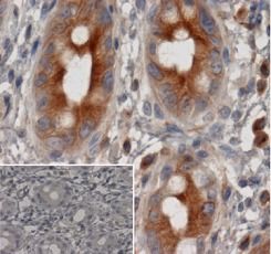 精准剖析大鼠IgG亚型：优品生物鉴定试剂盒助力科研新突破