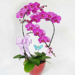 不喜欢蝴蝶兰？那是因为你还没懂它