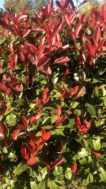 花与风的约定：一场关于自然与心灵的对话