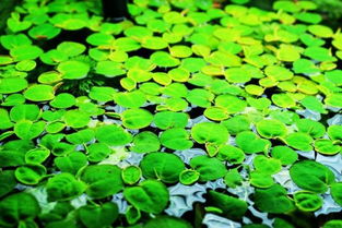 小草与浮萍：在自然中寻找生命的本真