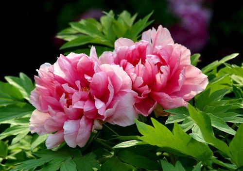 一朵牡丹花拿捏世界审美