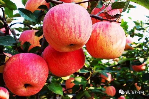 苹果大动作！600吨iPhone从印度包机空运至美国