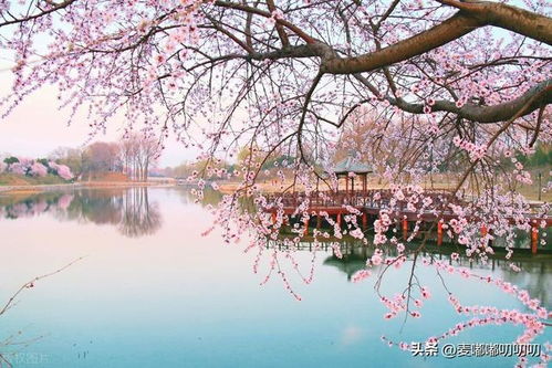 赏一树丁香吟一首诗：与丁香花的诗意邂逅