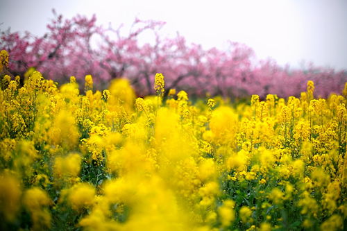 一次历史的“踏青”：他与春天的邂逅