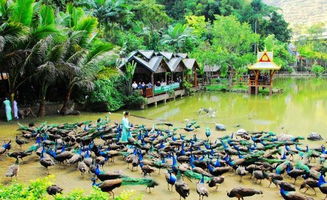 一起去西双版纳逛逛吧：一场说走就走的热带雨林之旅