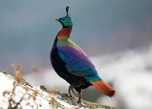 萤火虫被列入国家保护动物？专家回应濒临灭绝传闻