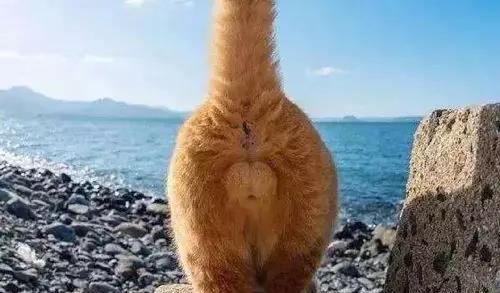 万元宠物猫病逝，法院判决卖家退赔1.8万！