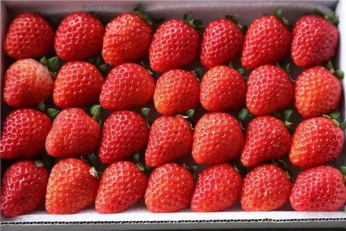 草莓真的需要打很多农药才能长得好看和产量多吗？